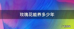 玫瑰花能养多少年 玫瑰花能养几年