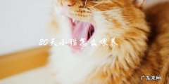 如何在20天内正确喂养小猫？