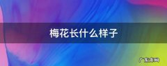 梅花长什么样子 梅花长什么样子描写