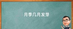 月季几月发芽 月季几月发芽长叶