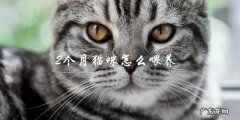 如何科学喂养2个月大的猫咪？