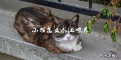 如何进行小猫的人工喂养？