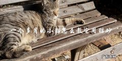 如何教一个一个多月大的小猫使用猫砂？