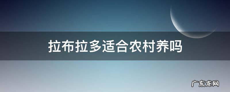 拉布拉多农村好养吗 拉布拉多适合农村养吗