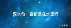 什么龟能一直在深水 深水龟一直都是在水里吗