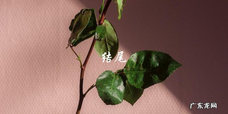 学做温州芝麻软糕,简单易上手!