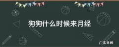 狗狗什么时候来月经怎么办 狗狗什么时候来月经