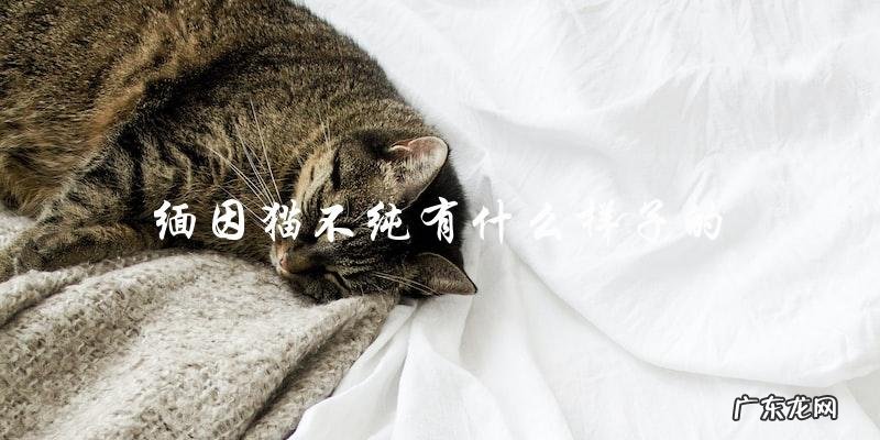 缅因猫不纯种长什么样子?