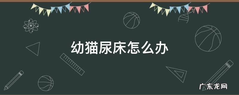 幼猫尿床怎么办? 幼猫尿床怎么办