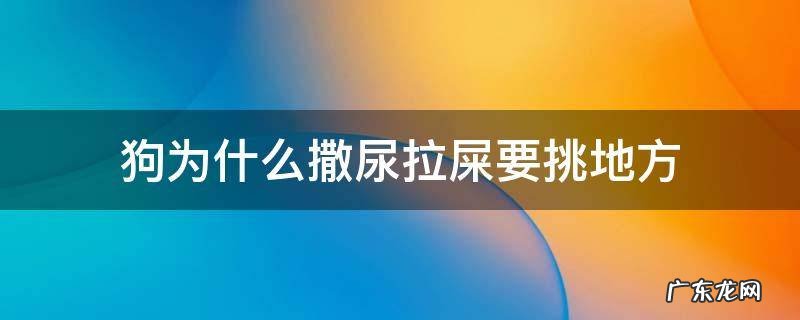 狗拉屎知道去厕所尿乱撒 狗为什么撒尿拉屎要挑地方