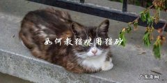 怎样才能让猫咪学会使用猫砂？