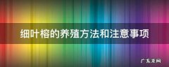 细叶榕的养殖方法和注意事项 大叶榕的养殖方法和注意事项