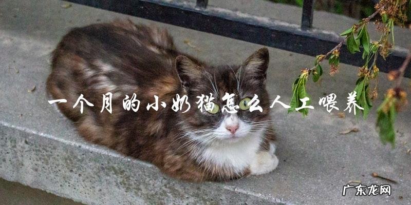 如何人工喂养一个月大的小奶猫?