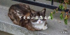 怎样折出可爱的小猫形状？