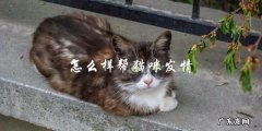 如何帮助猫咪顺利发情？