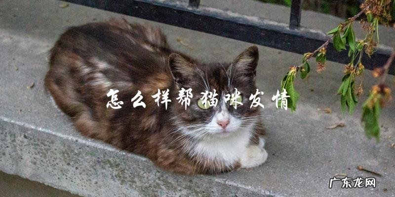 如何帮助猫咪顺利发情?