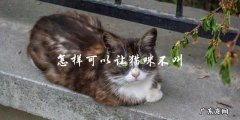 如何让你的猫咪不再叫喊？