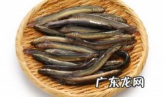 泥鳅属于鱼类吗 孔雀是不是鸟类?
