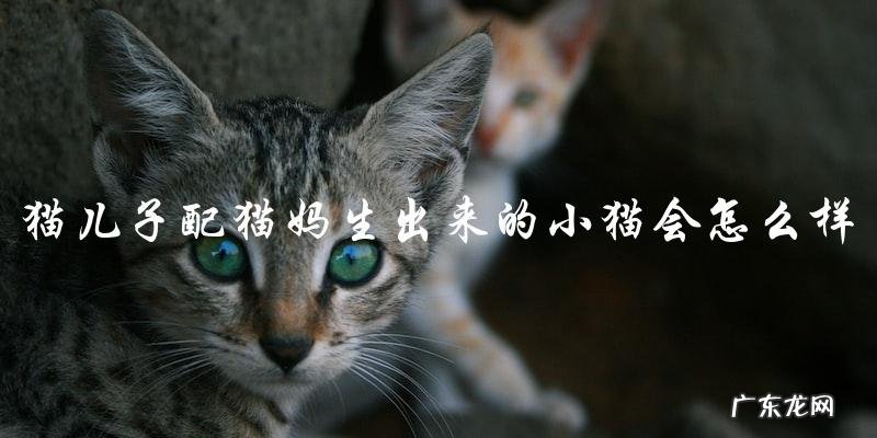 如果猫儿子和猫妈妈配对,会生出什么样的小猫呢?