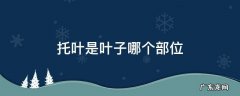 托叶是叶子哪个部位表面纵棱 托叶是叶子哪个部位