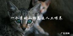 如何人工喂养一个月大的小猫？