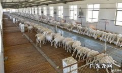 什么是羊场经济营活动？羊场经济营活动是