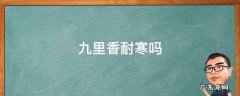 九里香耐低温吗 九里香耐寒吗