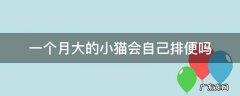 一个月大的小猫会自己排便吗 一个月大的小猫咪会自己排便吗