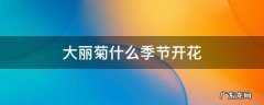 大丽菊什么季节开花 大丽菊花什么季节开花