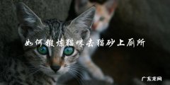 如何训练猫咪在猫砂盆中上厕所？