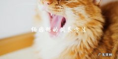 如何正确饲养缅因猫？