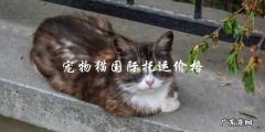 宠物猫国际托运费用是多少？