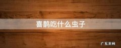 喜鹊吃什么虫子 喜鹊吃什么虫子比较好