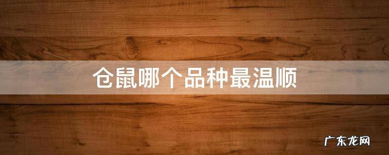 仓鼠哪个品种最温顺 仓鼠哪个品种最温顺好养