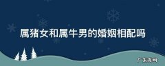 属猪女和属牛男的相配吗,婚姻状况怎么样 属猪女和属牛男的婚姻相配吗