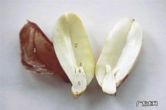 花生种子结构