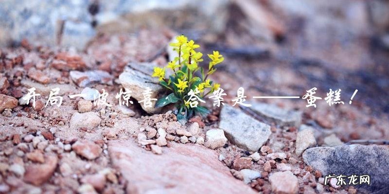 哪种饼最受欢迎?口感与销量双双领先的秘诀