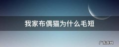 我家布偶猫为什么毛短 我家布偶猫为什么毛发很短