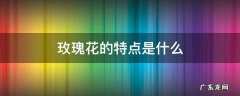 自由玫瑰花的特点是什么 玫瑰花的特点是什么