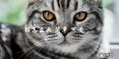 如何画出简单可爱的猫？
