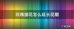 玫瑰插花怎么延长花期 怎样插玫瑰花花期长