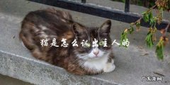 猫是如何识别并认出它们的主人的？