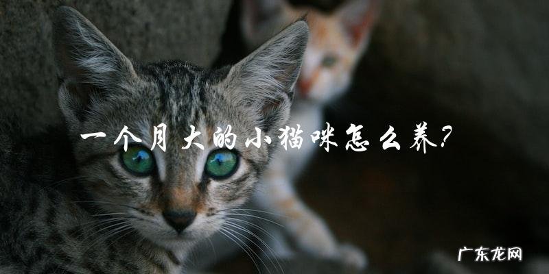 如何正确养护一个月大的小猫咪?