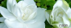 栀子花做菜方法 栀子花怎么做菜好吃