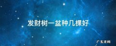 发财树一盆栽几棵好 发财树一盆种几棵好