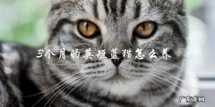 如何正确养护3个月大的英短蓝猫？