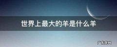 世界上最大的羊是什么羊 世界上最小的羊是什么羊