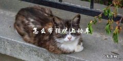 如何在动车上安全带着猫咪出行？