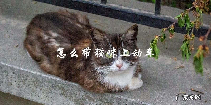 如何在动车上安全带着猫咪出行?