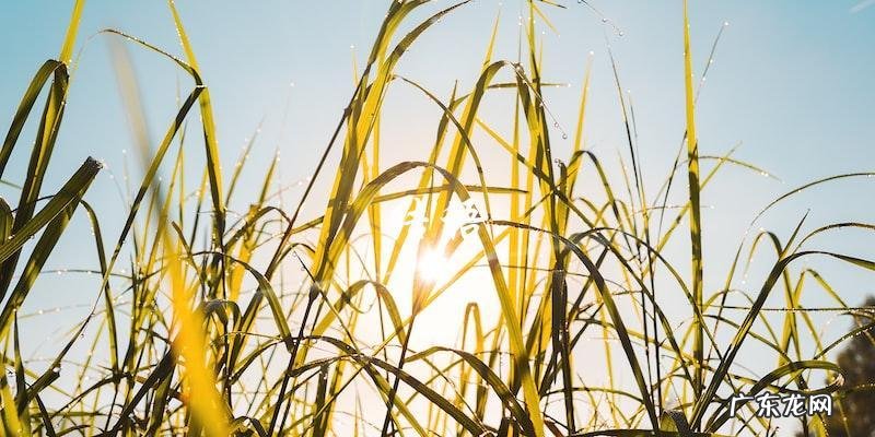 谁是明星人气榜的第一名?揭晓结果让人意外!